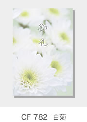 CF 782  白菊
