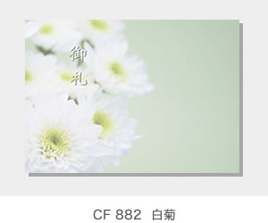 CF 882  白菊