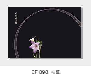 CF 898  桔梗