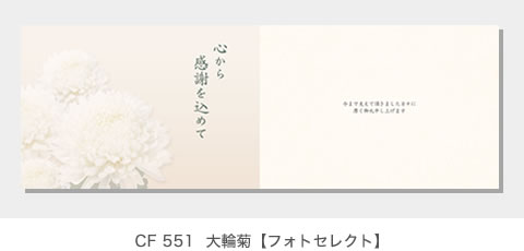 CF 551  大輪菊【フォトセレクト】