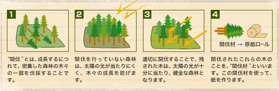 “間伐”とは、成長するにつれて、密集した森林の木々の一部を伐採することです。→間伐を行っていない森林は、太陽の光が当たりにくく、木々の成長を妨げます。→適切に間伐することで、残された木は、太陽の光が十分に当たり、健全な森林となります。→間伐されたこれらの木のことを、“間伐材”といいます。この間伐材を使って、紙を作ります。