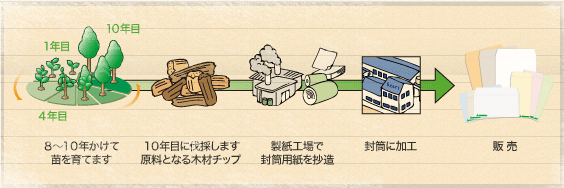 8〜10年かけて苗を育てます→10年目に伐採します。原料となる木材チップ→製紙工場で封筒用紙を抄造→封筒に加工→販売